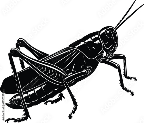 Detailed black and white illustration of grasshopper insect anatomy showing segmented body, long hind legs, antennae, wings, thorax, abdomen, entomology educational biological drawing.