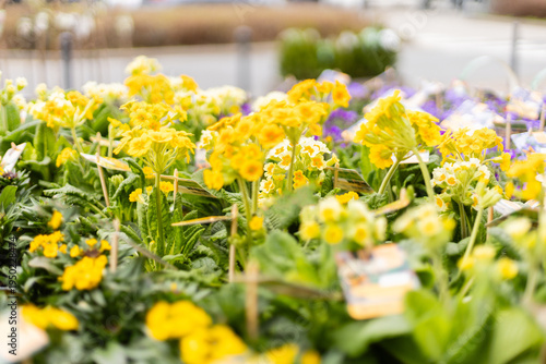 People visit a garden center in spring where yellow flowers stand out among green plants. The location has a variety of blooming flowers for sale near a busy road