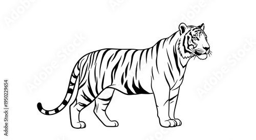Striped zebra and Siberian tiger vector illustrations featuring wild jungle predators and big cat mammals isolated on white
