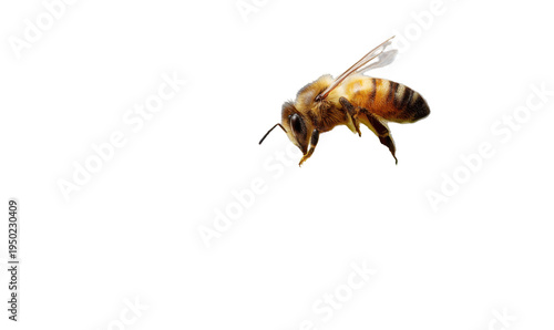 Bee pollinating green chili flower in nature isolated environment close-up view
