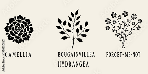 Botanical illustrations of camellia bougainvillea forget me not and hydrangea