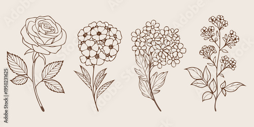 Delicate botanical illustration featuring roses hydrangeas and other floral sketches