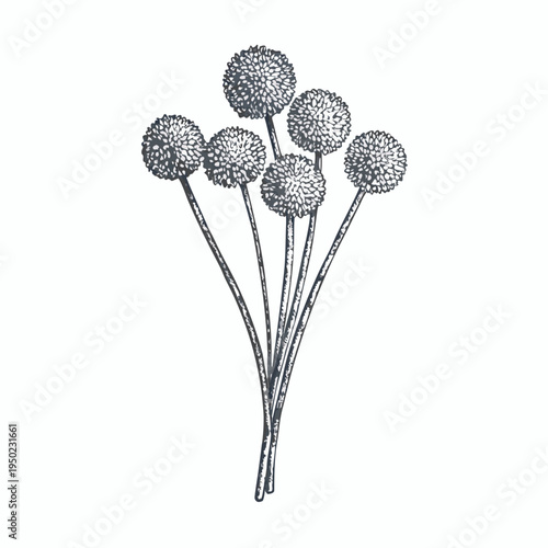 A vintage botanical illustration of several allium flower heads