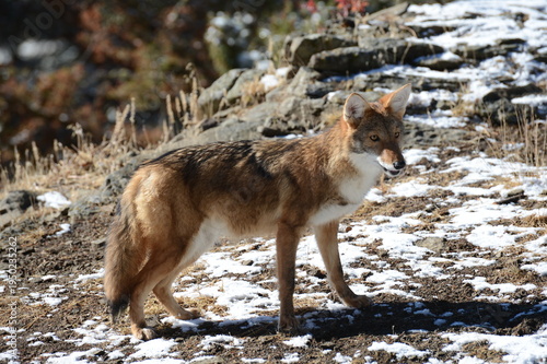 Red Fox looking for food