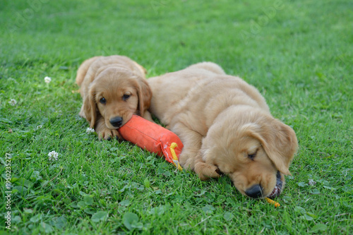 Puppy Golden Retrievers 