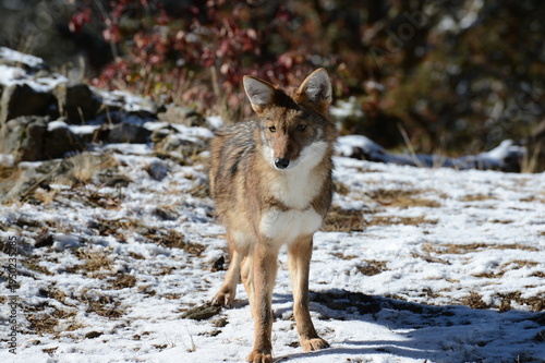 red fox in snow