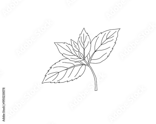 Mint leaves botanical line art illustration. Peppermint herb plant leaf hand drawn vector. Organic herbal ingredient outline drawing. Aromatic kitchen herb botanical sketch. Natural plant foliage mini