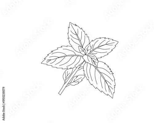 Mint leaves botanical line art illustration. Peppermint herb plant leaf hand drawn vector. Organic herbal ingredient outline drawing. Aromatic kitchen herb botanical sketch. Natural plant foliage mini