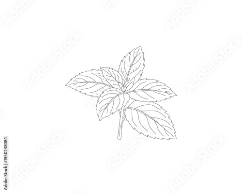 Mint leaves botanical line art illustration. Peppermint herb plant leaf hand drawn vector. Organic herbal ingredient outline drawing. Aromatic kitchen herb botanical sketch. Natural plant foliage mini