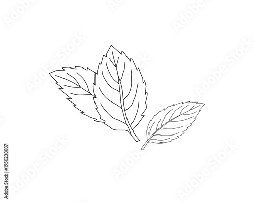 Mint leaves botanical line art illustration. Peppermint herb plant leaf hand drawn vector. Organic herbal ingredient outline drawing. Aromatic kitchen herb botanical sketch. Natural plant foliage mini