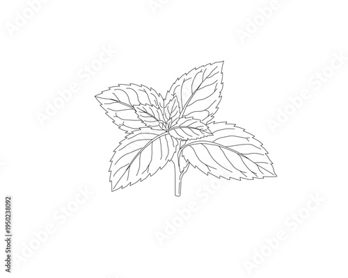 Mint leaves botanical line art illustration. Peppermint herb plant leaf hand drawn vector. Organic herbal ingredient outline drawing. Aromatic kitchen herb botanical sketch. Natural plant foliage mini