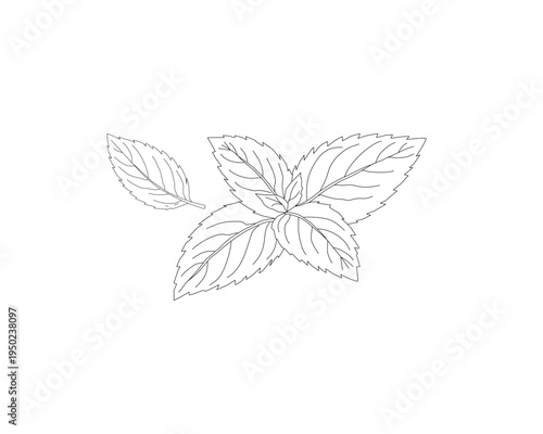 Mint leaves botanical line art illustration. Peppermint herb plant leaf hand drawn vector. Organic herbal ingredient outline drawing. Aromatic kitchen herb botanical sketch. Natural plant foliage mini