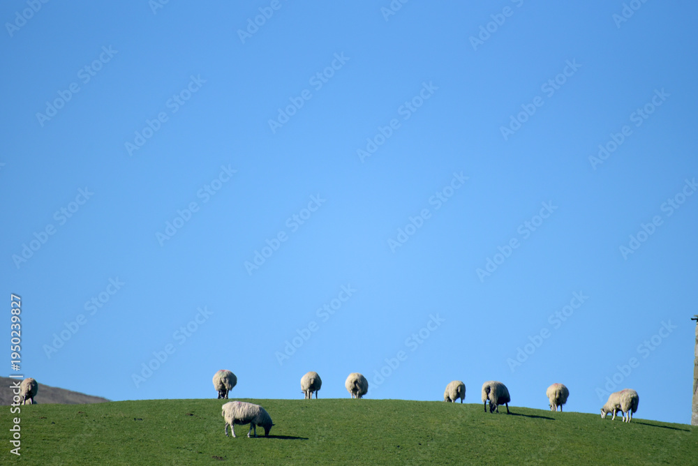 Fototapeta premium Sheep in fields in Langstrothdale from path near Yockenthwaite in the Yorkshire Dales National Park