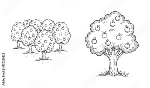 Hand drawn apple trees with ripe fruit in a field orchard