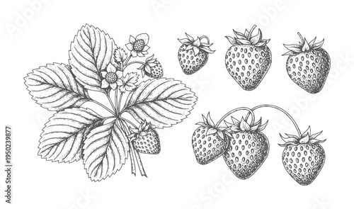 Hand drawn of strawberry plant with leaves flowers and berries