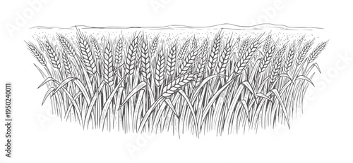 Line of a dense wheat field with rolling hills in the distance grain agriculture