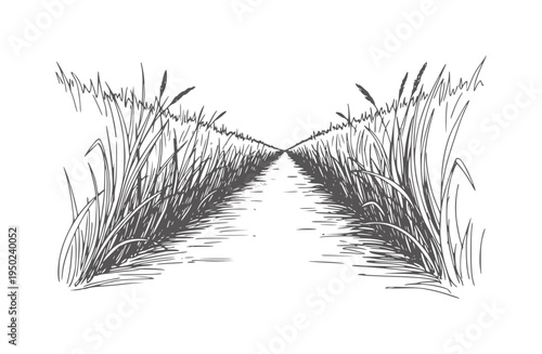 Of a narrow water path between tall reeds receding into the distance grass nature