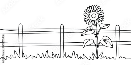 A single sunflower blooming in a rural garden setting next to a simple wooden farm fence line