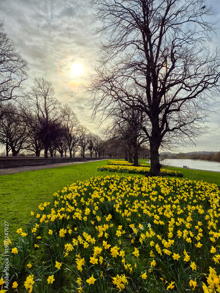 Obraz premium Beautiful Daffodils growing in early spring 2026 near the river Trent in Nottingham, UK.