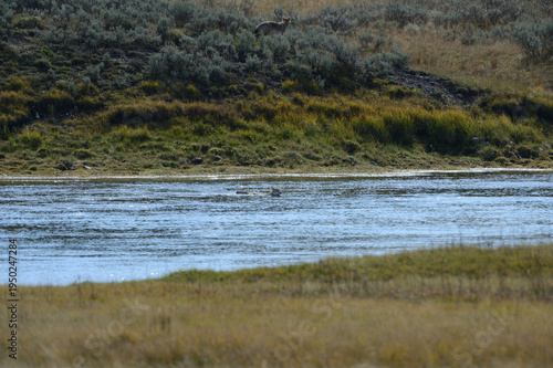 coyote swimming 