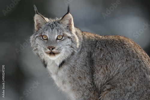 portrait of a lynx