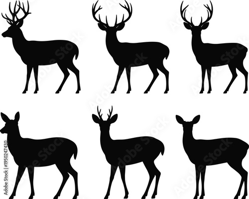 Black silhouettes of deer with antler variations, adult bucks, does, and young male, wildlife illustration for educational designBlack silhouettes of deer with antler variations