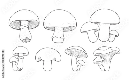 Collection of hand drawn edible mushrooms in black and white line fungi nature