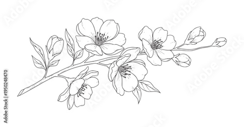 Delicate line cherry blossom branch with buds and leaves