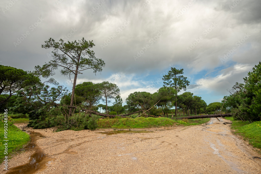 Fototapeta premium Fallen pine tree blocking dirt road after winter storm in Portugal