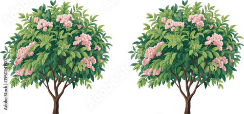 Blooming flowering tree with lush green leaves and pink blossoms, detailed vector illustration isolated on white background