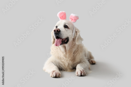 Cute Labrador dog in bunny ...