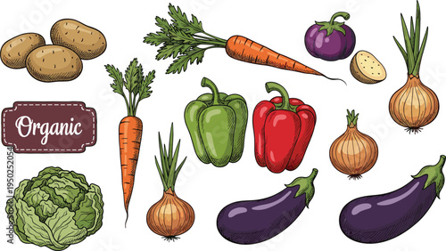 Organic Fresh Vegetables Illustration Including Carrot, Potato, Bell Pepper, Lettuce, and More