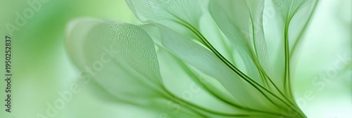 Delicate green floral petals with intricate textures in soft focus.