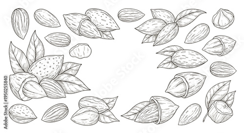 Detailed collection of hand-drawn nut illustrations featuring almonds and pecans in shells, whole kernels, and with green leaves.