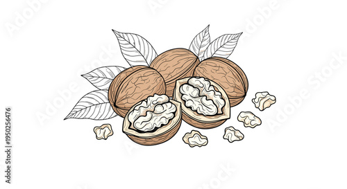 Detailed illustration of whole and cracked walnuts with green leaves and scattered nut pieces on a clean white background for food themes.