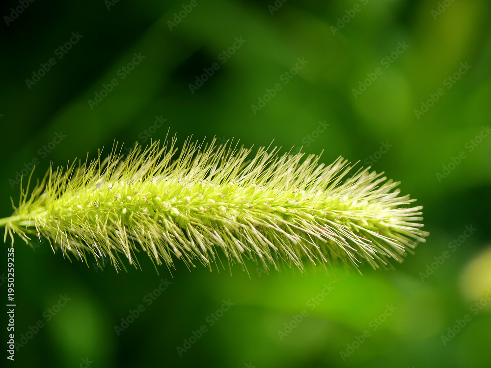 Obraz premium A green foxtail millet (Setaria viridis) as a background image, photographed in Musio, a hamlet of Tremosine.