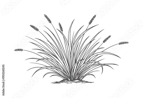 Dark gray line of a clump of wild grass with seed heads