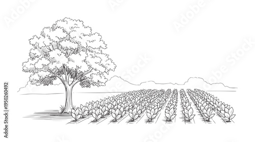 Hand drawn of a leafy tree beside rows of young plants in a field nature agriculture