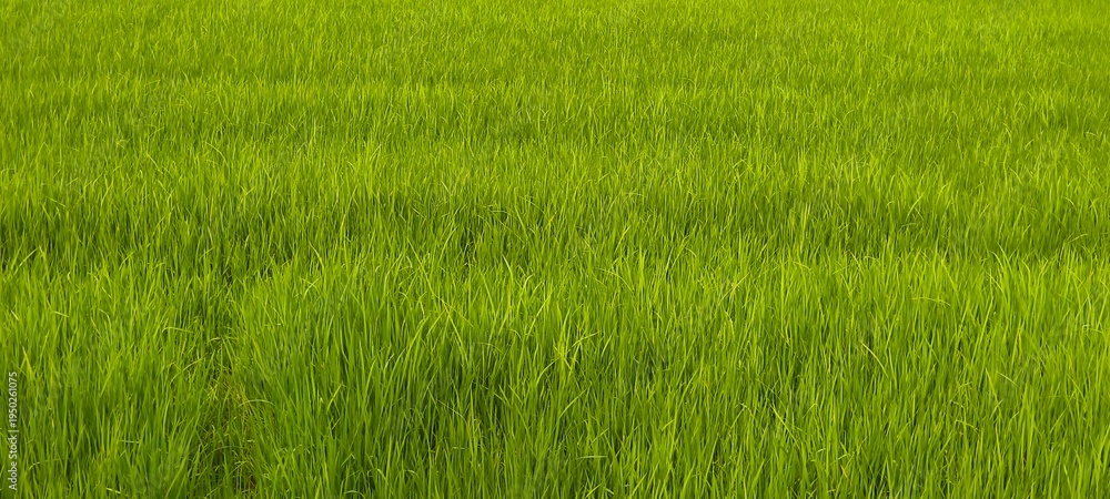 Obraz premium Fresh green rice fields. Food concept.