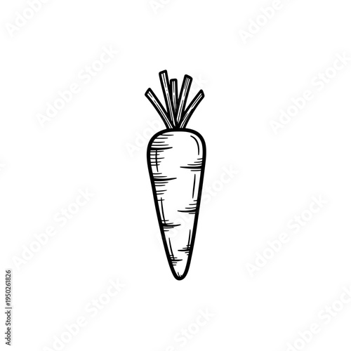 Fresh carrot with leaves. hand drawn doodle sketch outline vector illustration
