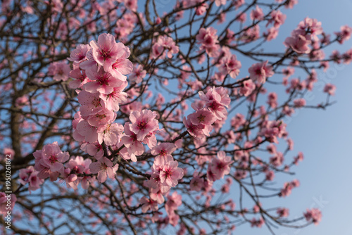 Close-up view of pink almond blossoms (Prunus dulcis) during early spring in Rhineland-Palatinate, Germany. Shallow depth of field.