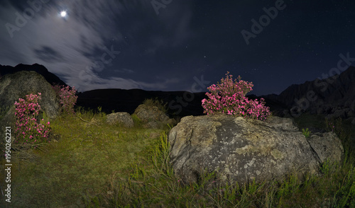 Russia. The South of Western Siberia, the Altai Mountains. Flowering bushes of Ledebur rhododendron among mossy stones in the valley of the Katun River on a moonlit night.