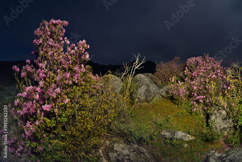 Russia. The South of Western Siberia, the Altai Mountains. Flowering bushes of Ledebur rhododendron among mossy stones in the valley of the Katun River on a moonlit night.