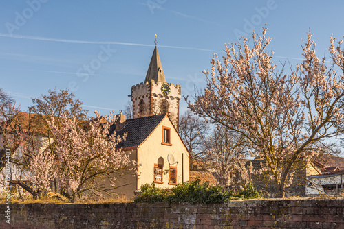 Bild auf Leinwand Church and blooming almond trees in Bockenheim along the German Wine Route, Germ