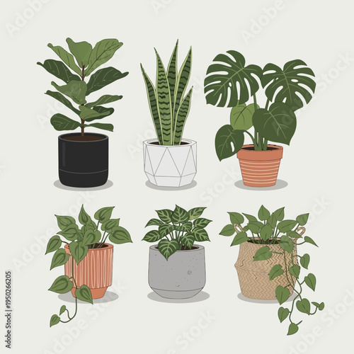 Collection of six potted houseplants, various species, isolated on a light background
