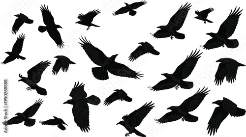 Flying crow silhouettes collection, black raven birds in flight poses, isolated wild bird set, dark wings spread illustration