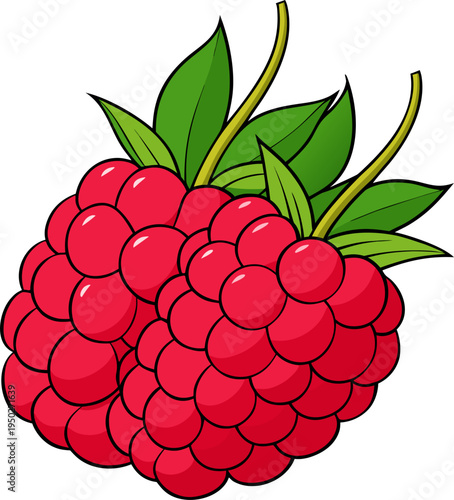 Raspberry Vector Illustration – Fresh Berry Fruit Graphic
