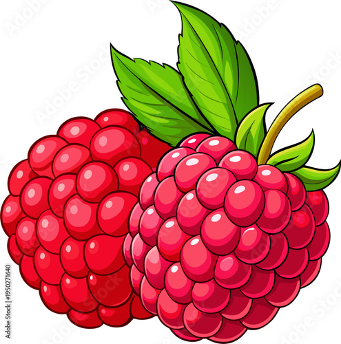 Raspberry Vector Illustration – Fresh Berry Fruit Graphic