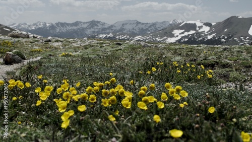 Photos Yellow wildflowers bloom across an alpine tundra at the snow-dappled crest of Co