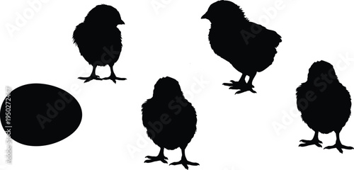 Chick and Egg Silhouette Collection, Baby Chicken Growth Stages Illustration, Farm Poultry Life Cycle Vector Design